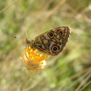 Oreixenica latialis at Cotter River, ACT - suppressed