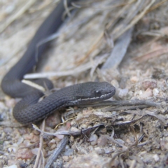 Drysdalia coronoides (White-lipped Snake) at Rendezvous Creek, ACT - 12 Mar 2018 by MatthewFrawley