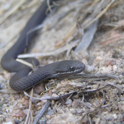 Drysdalia coronoides (White-lipped Snake) at Rendezvous Creek, ACT - 12 Mar 2018 by MatthewFrawley