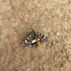 Apina callisto (Pasture Day Moth) at Higgins, ACT - 13 Apr 2008 by Alison Milton