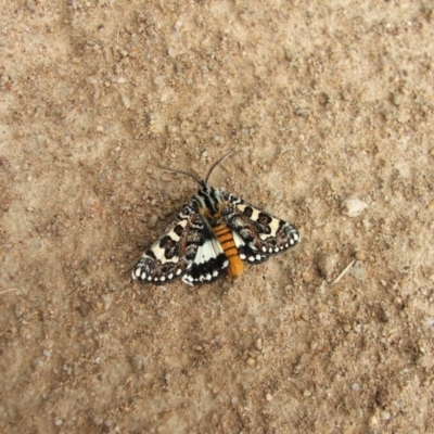 Apina callisto (Pasture Day Moth) at Higgins, ACT - 13 Apr 2008 by AlisonMilton