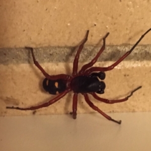 Zodariidae (family) at Wolumla, NSW - 13 Mar 2018 10:07 PM