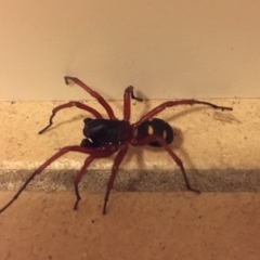 Zodariidae (family) at Wolumla, NSW - 13 Mar 2018 10:07 PM