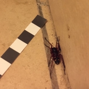 Zodariidae (family) at Wolumla, NSW - 13 Mar 2018 10:07 PM