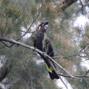 Zanda funerea at Acton, ACT - 23 Feb 2018