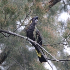 Zanda funerea (Yellow-tailed Black-Cockatoo) at Acton, ACT - 22 Feb 2018 by Alison Milton