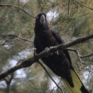 Zanda funerea at Acton, ACT - 23 Feb 2018