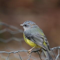 Eopsaltria australis (Eastern Yellow Robin) at Acton, ACT - 23 Feb 2018 by AlisonMilton