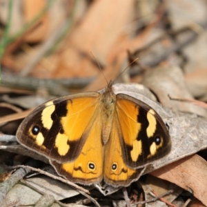 Heteronympha merope at Acton, ACT - 23 Feb 2018