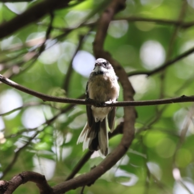 Rhipidura albiscapa (Grey Fantail) at Acton, ACT - 23 Feb 2018 by AlisonMilton