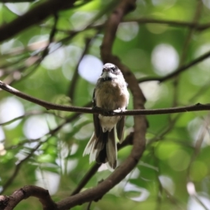 Rhipidura albiscapa at Acton, ACT - 23 Feb 2018