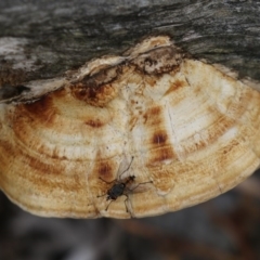 Truncospora ochroleuca at Acton, ACT - 23 Feb 2018 by AlisonMilton