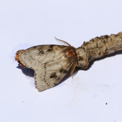 Leptocneria reducta (White Cedar Moth) at Higgins, ACT - 20 Jan 2018 by AlisonMilton