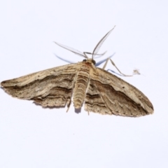 Euphronarcha luxaria (Striated Bark Moth) at Higgins, ACT - 20 Jan 2018 by AlisonMilton