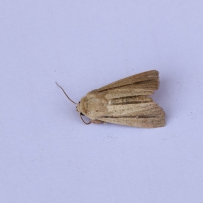 Leucania diatrecta (A Noctuid moth) at Higgins, ACT - 20 Jan 2018 by Alison Milton
