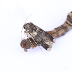 Agrotis porphyricollis (Variable Cutworm) at Higgins, ACT - 20 Jan 2018 by AlisonMilton