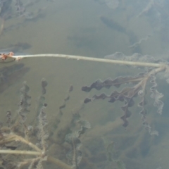 Potamogeton crispus (Curly Pondweed) at Tennent, ACT - 8 Mar 2018 by michaelb