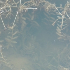 Potamogeton crispus at Tennent, ACT - 8 Mar 2018