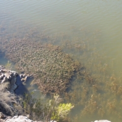 Potamogeton crispus (Curly Pondweed) at Gigerline Nature Reserve - 8 Mar 2018 by michaelb