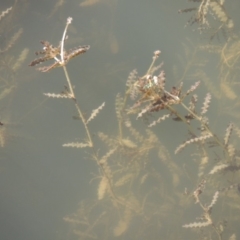 Potamogeton crispus at Tennent, ACT - 8 Mar 2018 06:11 PM