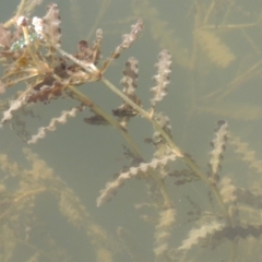 Potamogeton crispus at Tennent, ACT - 8 Mar 2018 06:11 PM