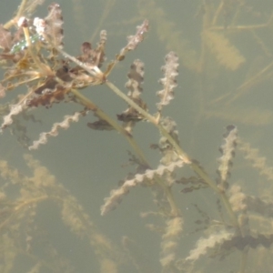 Potamogeton crispus at Tennent, ACT - 8 Mar 2018 06:11 PM