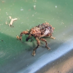 Orthorhinus klugii (Vine weevil) at Pollinator-friendly garden Conder - 11 Mar 2018 by michaelb