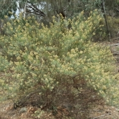 Cassinia quinquefaria (Rosemary Cassinia) at Symonston, ACT - 14 Mar 2018 by Mike