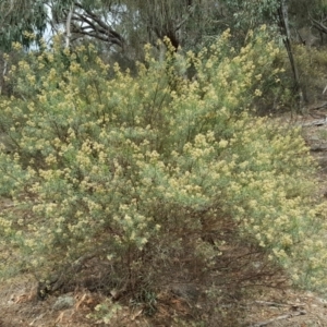 Cassinia quinquefaria at Symonston, ACT - 14 Mar 2018