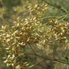 Cassinia quinquefaria at Symonston, ACT - 14 Mar 2018 11:26 AM