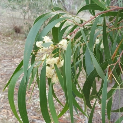 Acacia implexa (Hickory Wattle, Lightwood) at Mount Mugga Mugga - 14 Mar 2018 by Mike