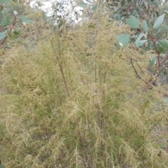 Cassinia sifton (Sifton Bush, Chinese Shrub) at Symonston, ACT - 14 Mar 2018 by Mike