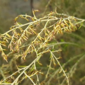 Cassinia sifton at Symonston, ACT - 14 Mar 2018 10:17 AM