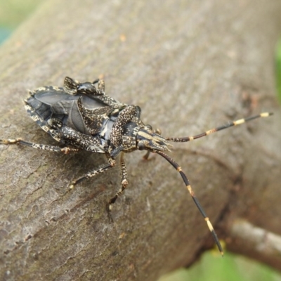Alcaeus varicornis (Acacia shield bug) at Majura Primary School, Watson - 13 Mar 2018 by Qwerty