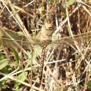 Anax papuensis at Gungahlin, ACT - 14 Mar 2018