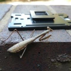 Archimantis sp. (genus) (Large Brown Mantis) at Australian National University - 14 Mar 2018 by TimYiu