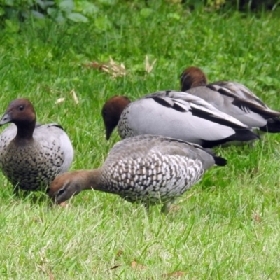 Chenonetta jubata (Australian Wood Duck) at ANBG - 12 Mar 2018 by RodDeb