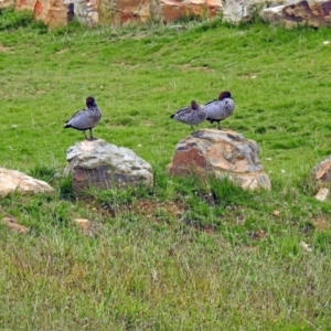 Chenonetta jubata at Molonglo Valley, ACT - 13 Mar 2018 12:18 PM