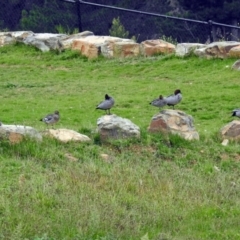 Chenonetta jubata at Molonglo Valley, ACT - 13 Mar 2018