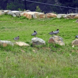 Chenonetta jubata at Molonglo Valley, ACT - 13 Mar 2018 12:18 PM