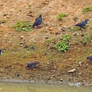 Sturnus vulgaris at Molonglo Valley, ACT - 13 Mar 2018