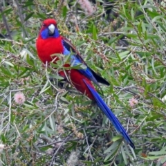 Platycercus elegans (Crimson Rosella) at Acton, ACT - 13 Mar 2018 by RodDeb