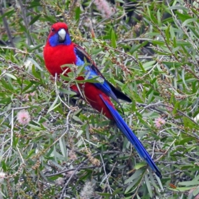 Platycercus elegans (Crimson Rosella) at Acton, ACT - 12 Mar 2018 by RodDeb