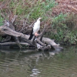 Anhinga novaehollandiae at Molonglo River Reserve - 13 Mar 2018 12:23 PM