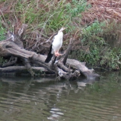 Anhinga novaehollandiae (Australasian Darter) at Molonglo River Reserve - 13 Mar 2018 by RodDeb