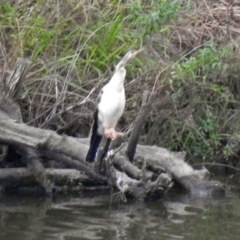 Anhinga novaehollandiae at Molonglo River Reserve - 13 Mar 2018 12:23 PM