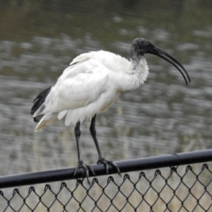 Threskiornis molucca at Molonglo River Reserve - 13 Mar 2018