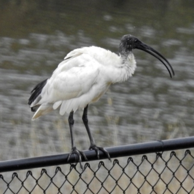 Threskiornis molucca (Australian White Ibis) at National Zoo and Aquarium - 13 Mar 2018 by RodDeb