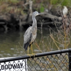 Egretta novaehollandiae (White-faced Heron) at Molonglo Valley, ACT - 13 Mar 2018 by RodDeb