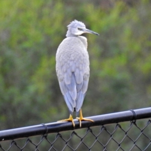 Egretta novaehollandiae at Molonglo River Reserve - 13 Mar 2018